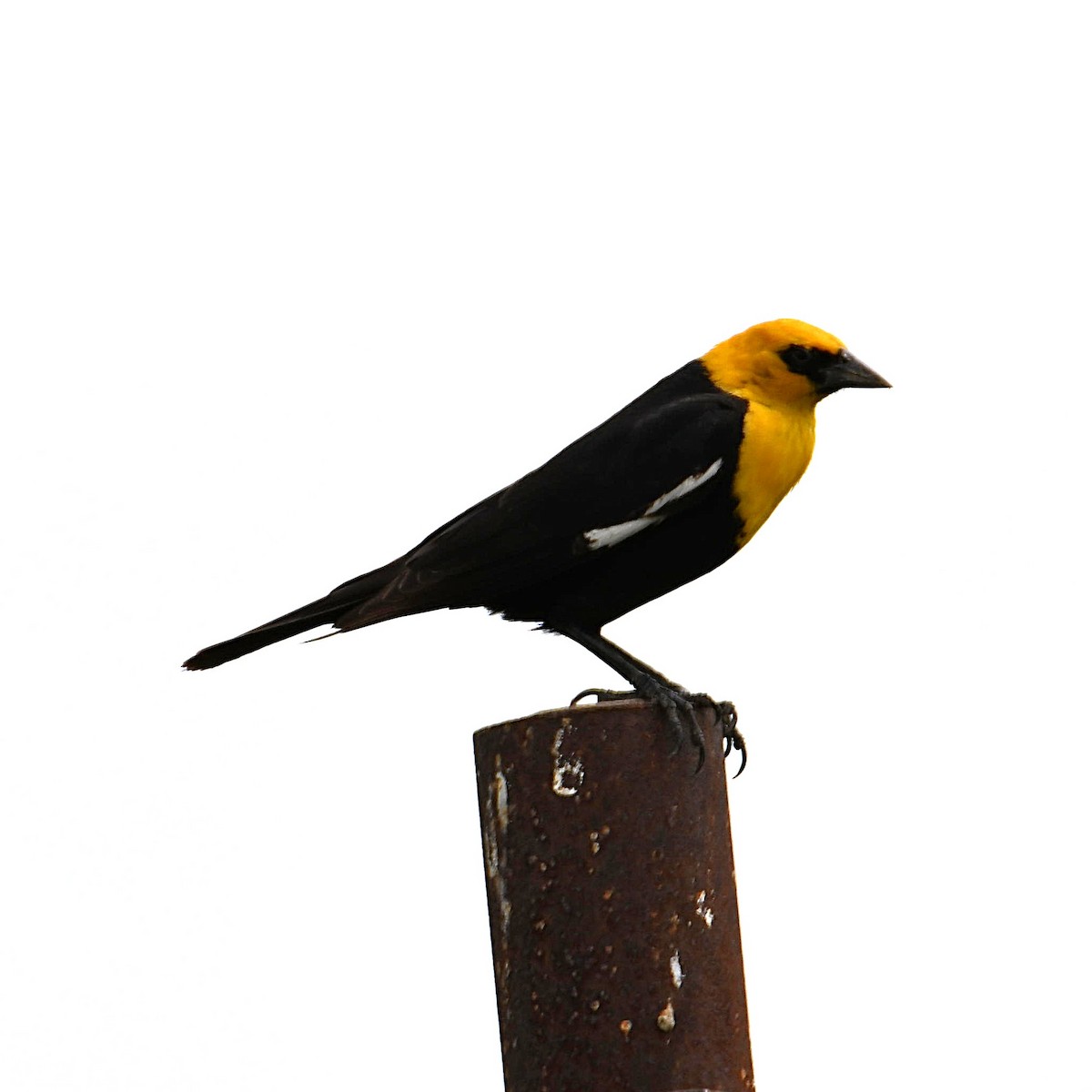 Yellow-headed Blackbird - ML638982758