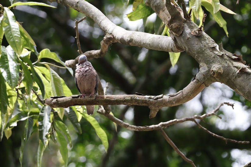 Eared Dove - ML638982782