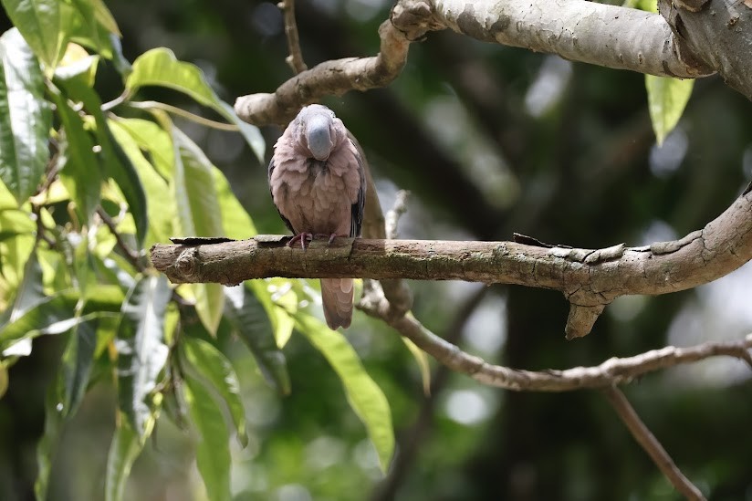 Eared Dove - ML638982784