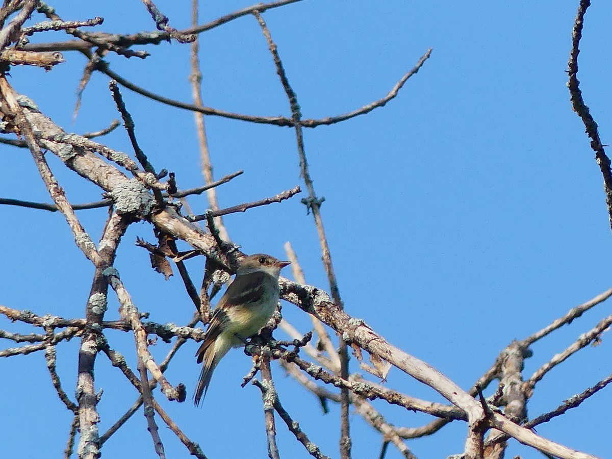 Willow Flycatcher - ML638982791