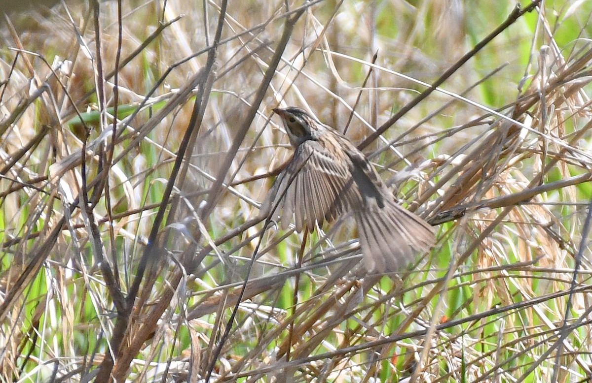 Clay-colored Sparrow - ML638982801
