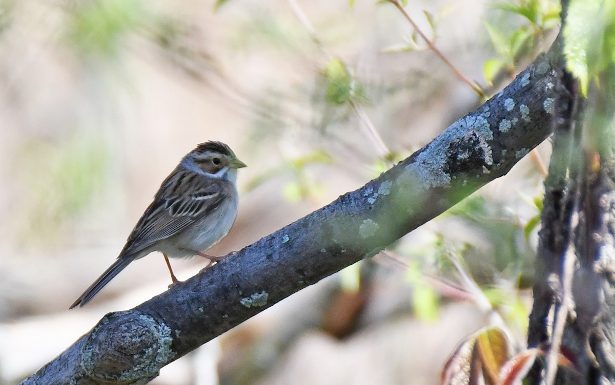 Clay-colored Sparrow - ML638982802