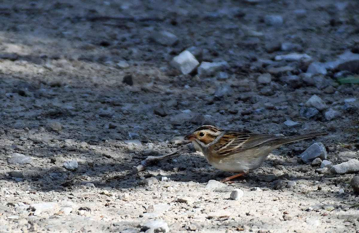 Clay-colored Sparrow - ML638982803