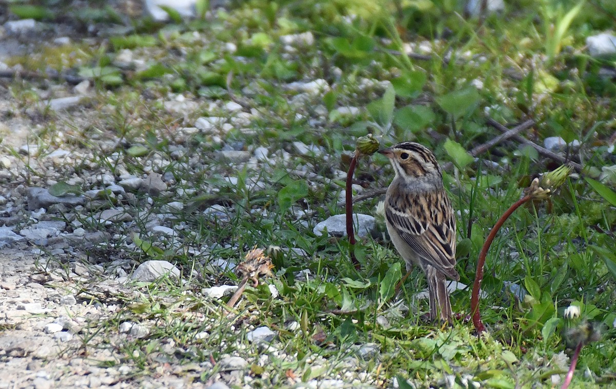 Clay-colored Sparrow - ML638982804