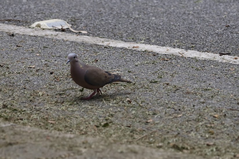 Eared Dove - ML638982807