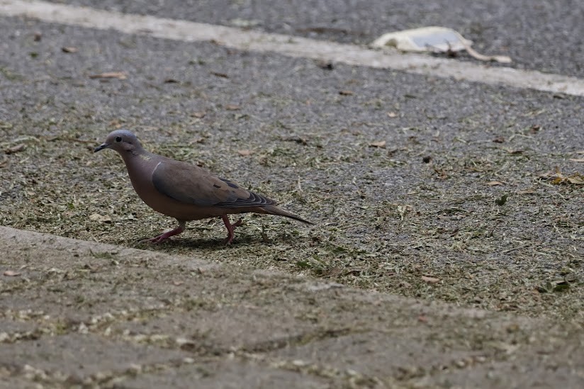 Eared Dove - ML638982808