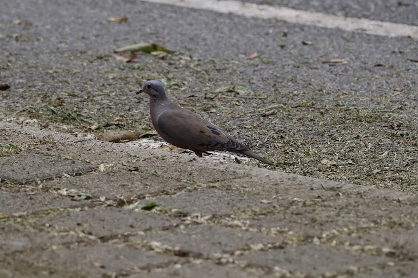 Eared Dove - ML638982809