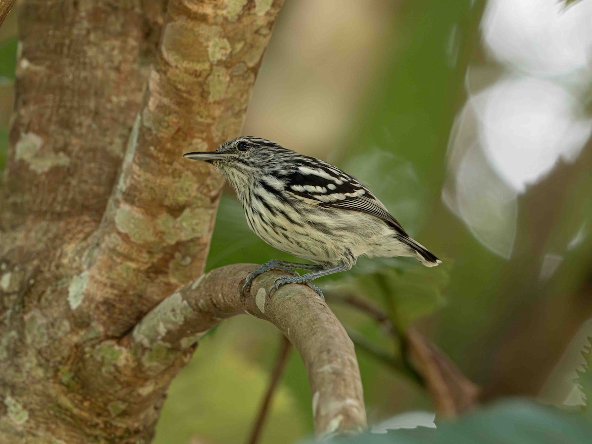 Pacific Antwren - ML638982815