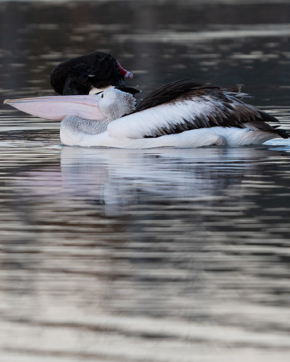 Black Swan - ML638982862