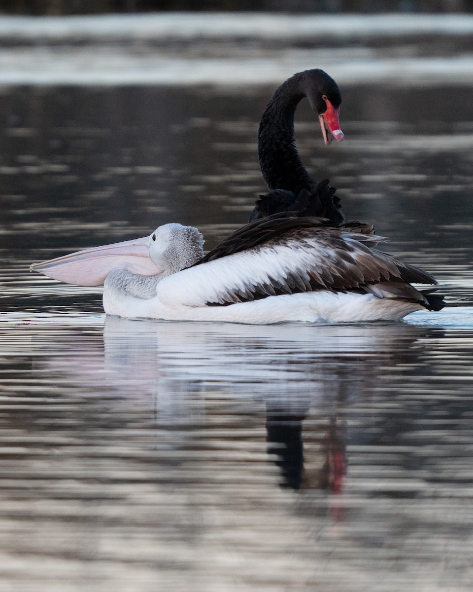 Black Swan - ML638982863
