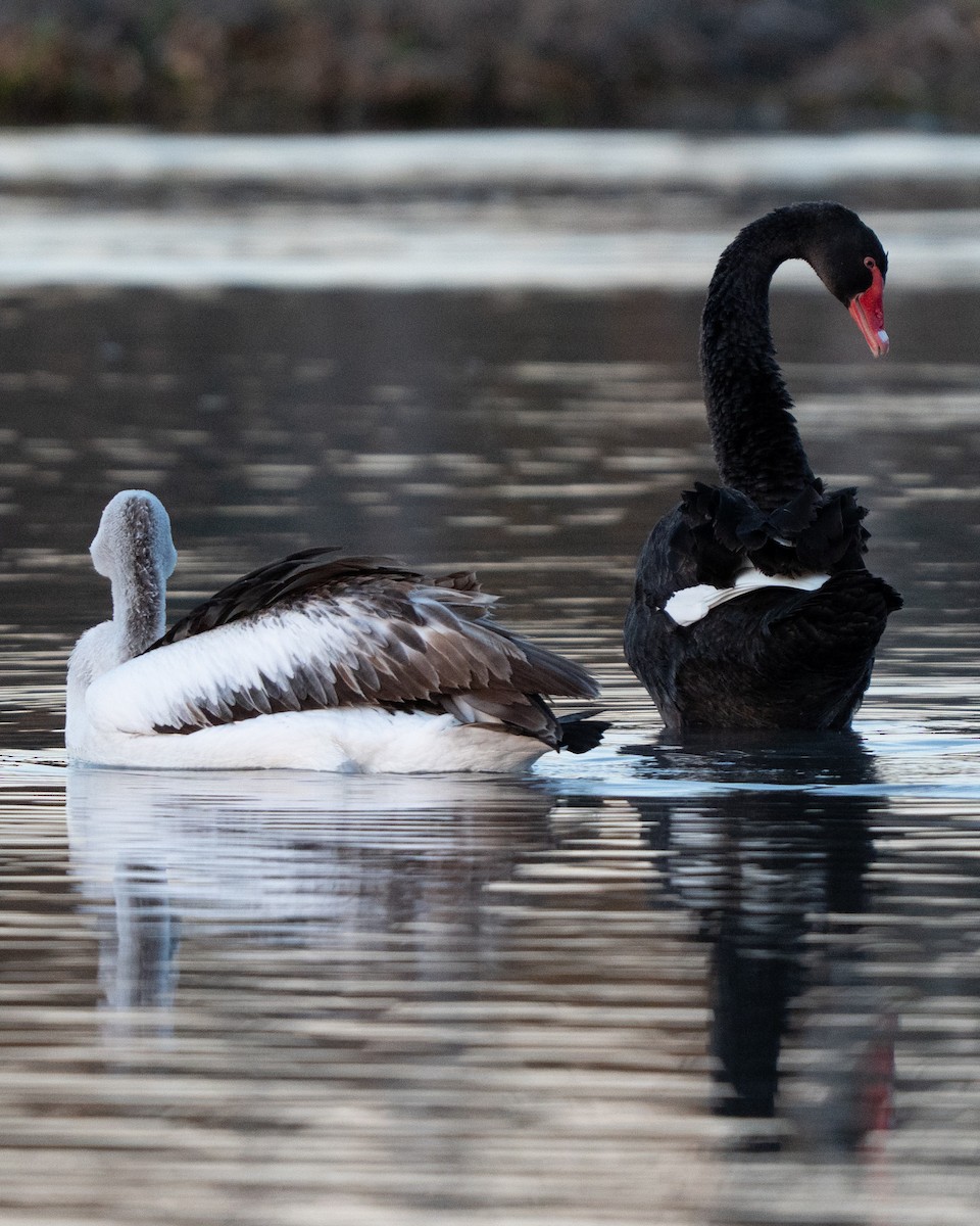 Black Swan - ML638982865
