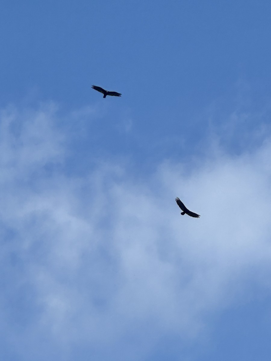 Turkey Vulture - ML638982873