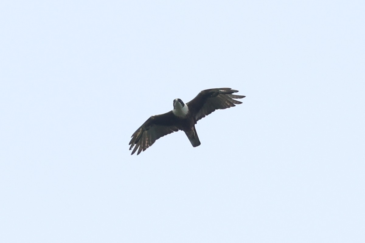 Rufous-bellied Eagle - ML638982905