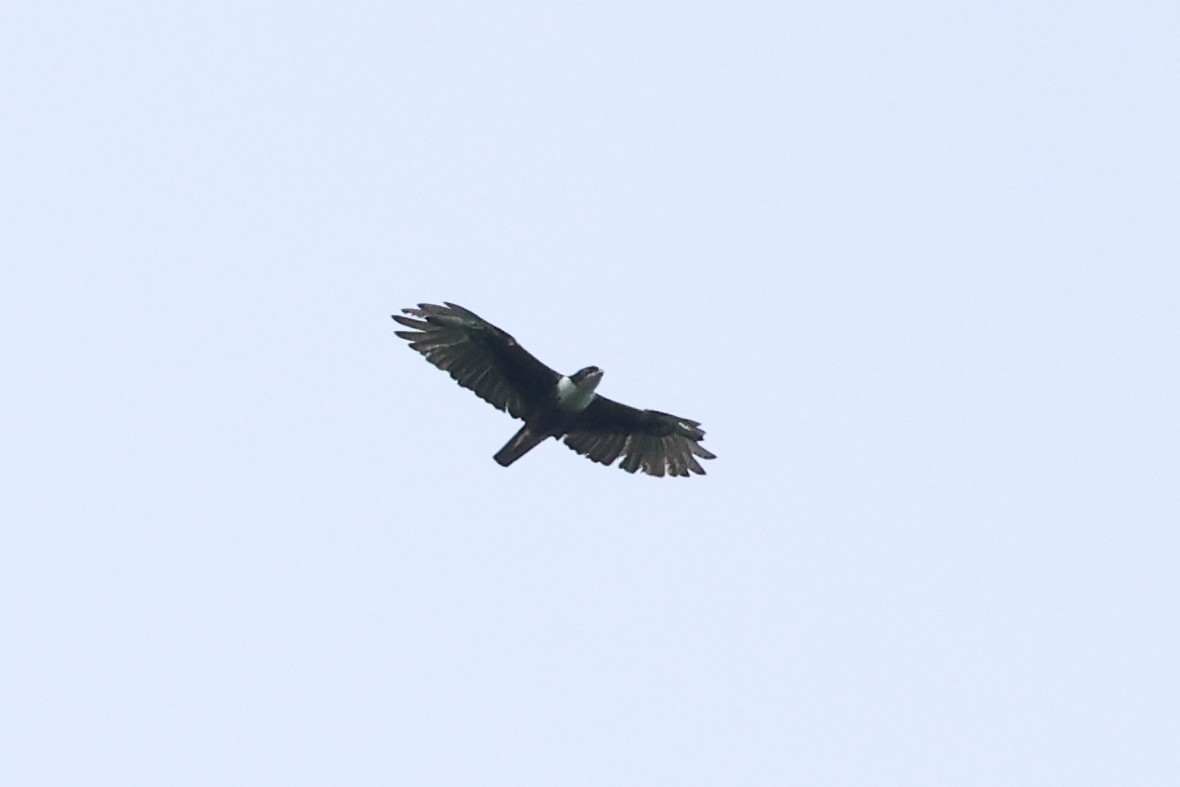 Rufous-bellied Eagle - ML638982906