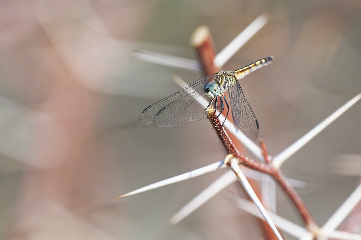Blue Dasher - ML638982916