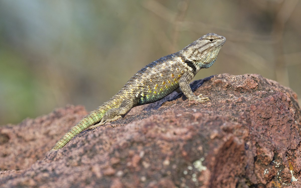 Desert Spiny Lizard - ML638982917