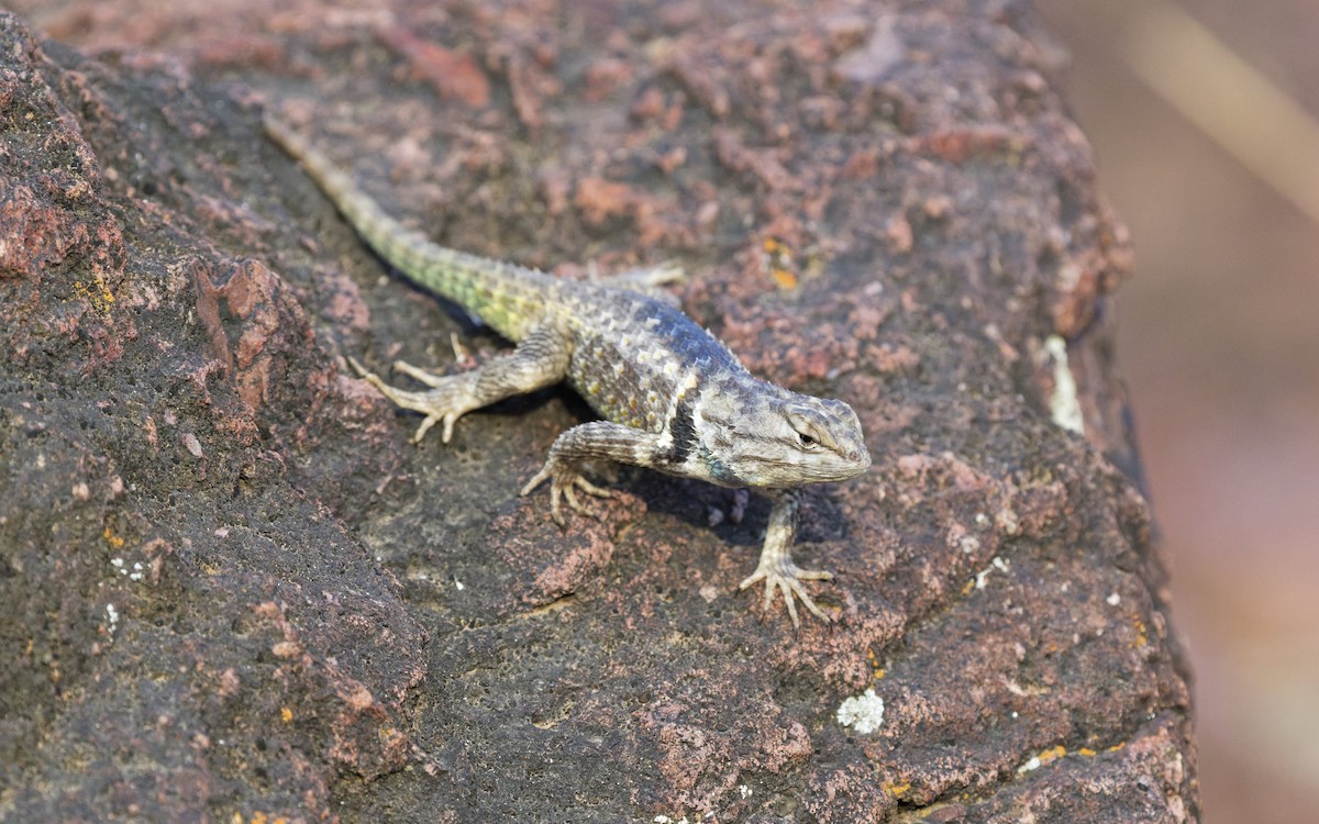 Desert Spiny Lizard - ML638982919