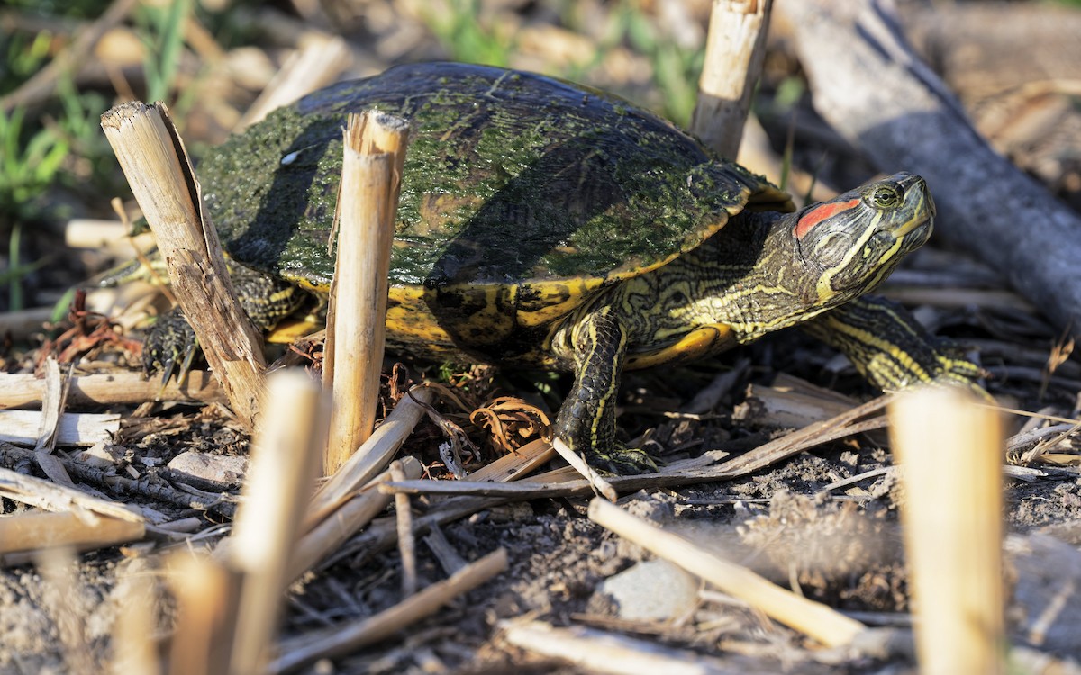 Red-eared Slider - ML638982920