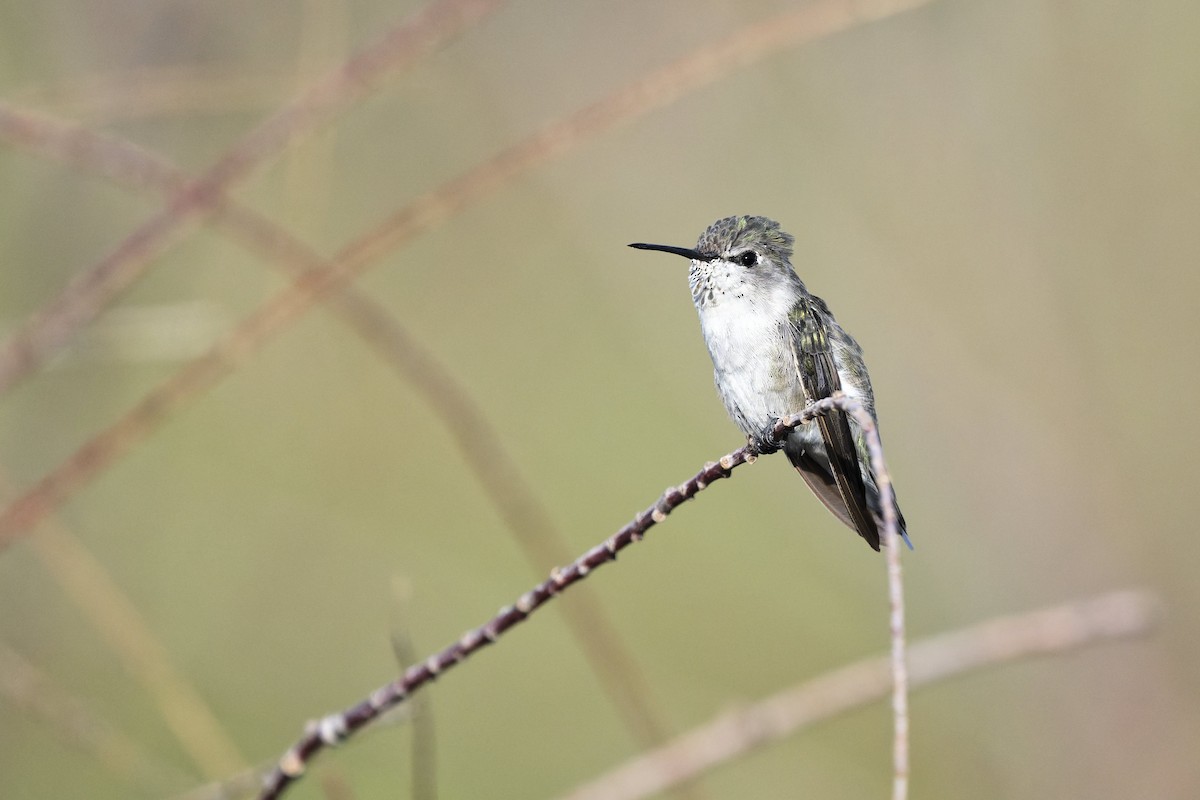 Colibrí de Costa - ML638982936
