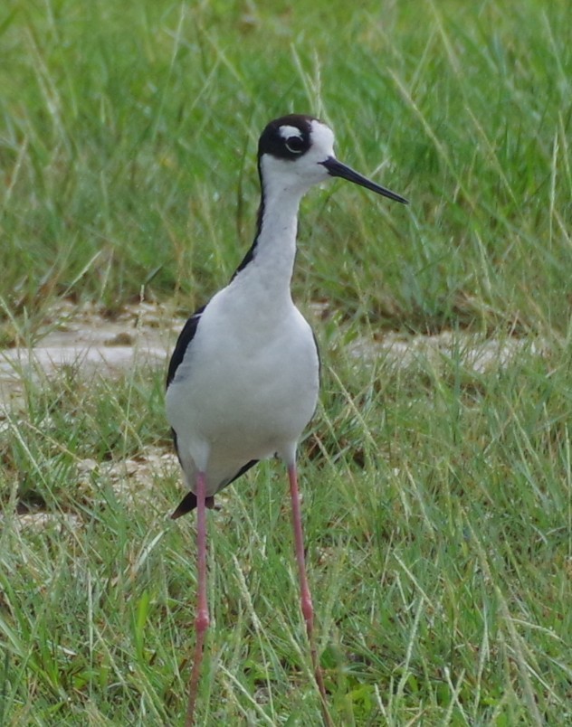 Cigüeñuela Cuellinegra - ML638982938