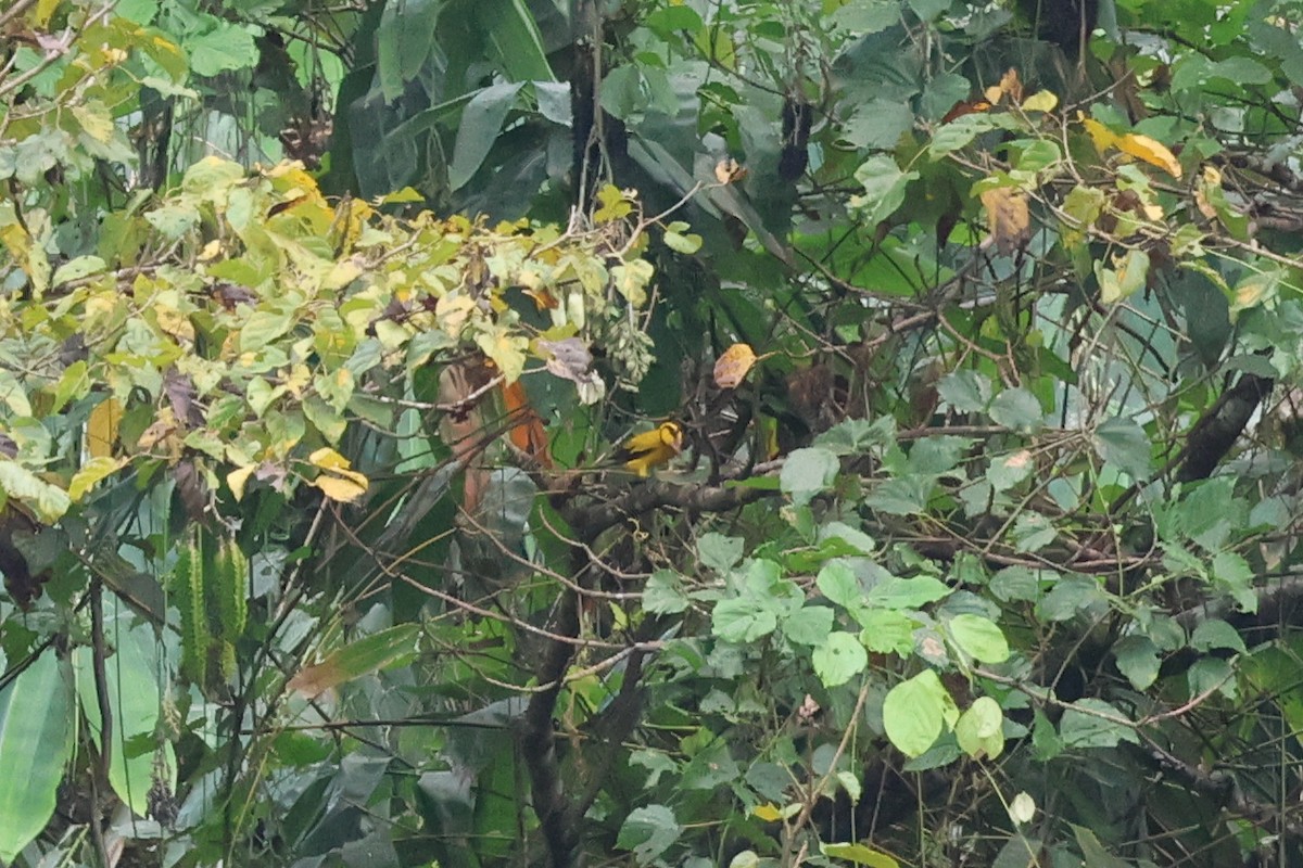 Black-naped Oriole (Sulawesi) - ML638982948
