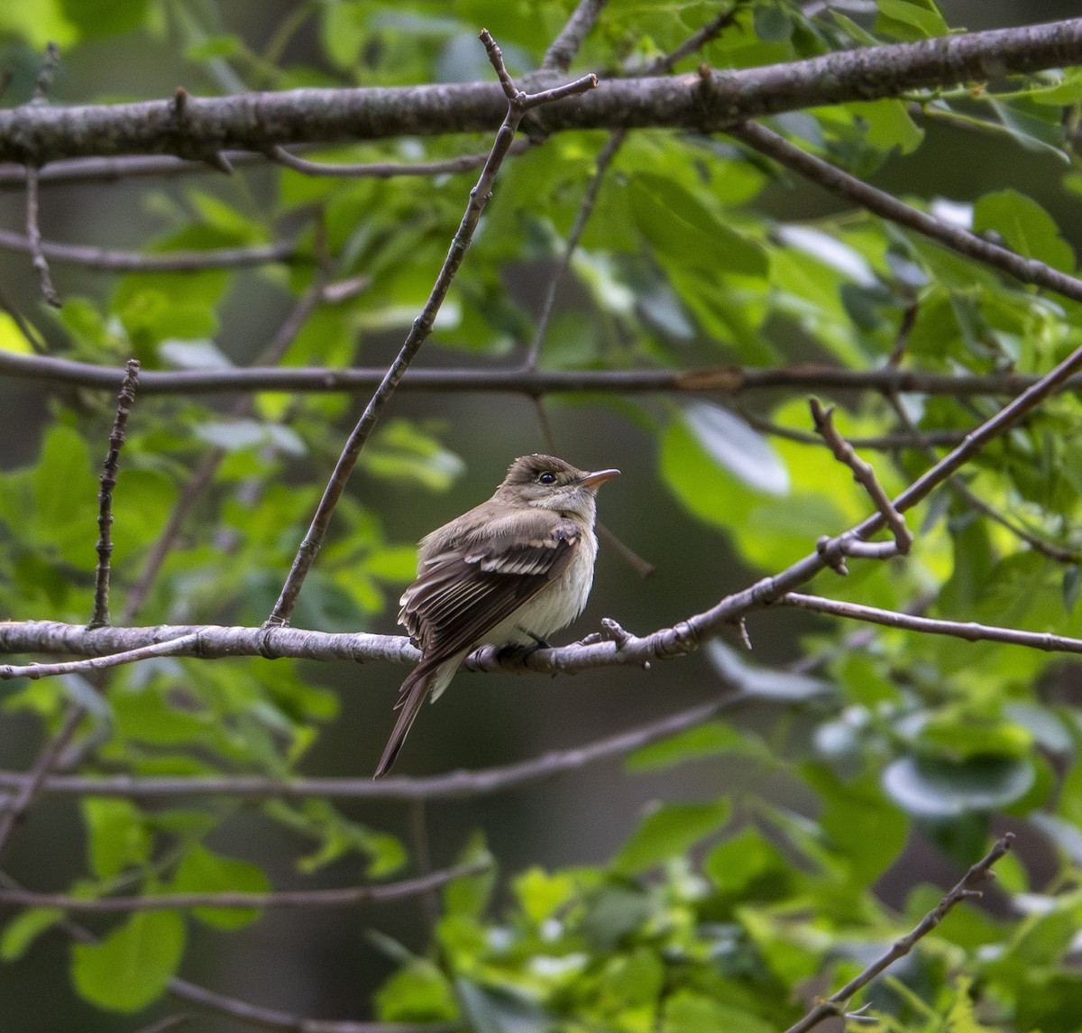 Acadian Flycatcher - ML638982951