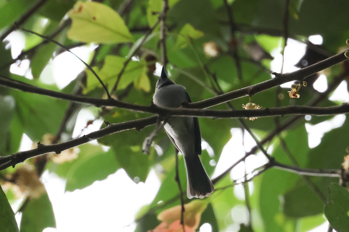 Pale-blue Monarch - ML638982960