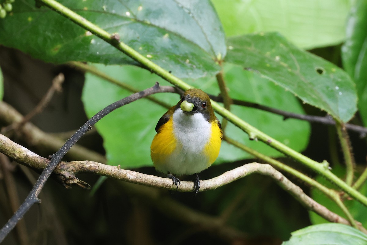 Yellow-sided Flowerpecker - ML638982969