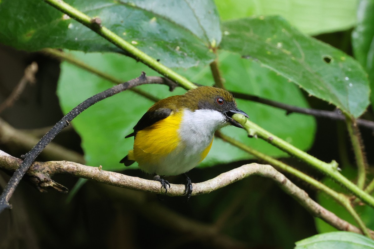 Yellow-sided Flowerpecker - ML638982970