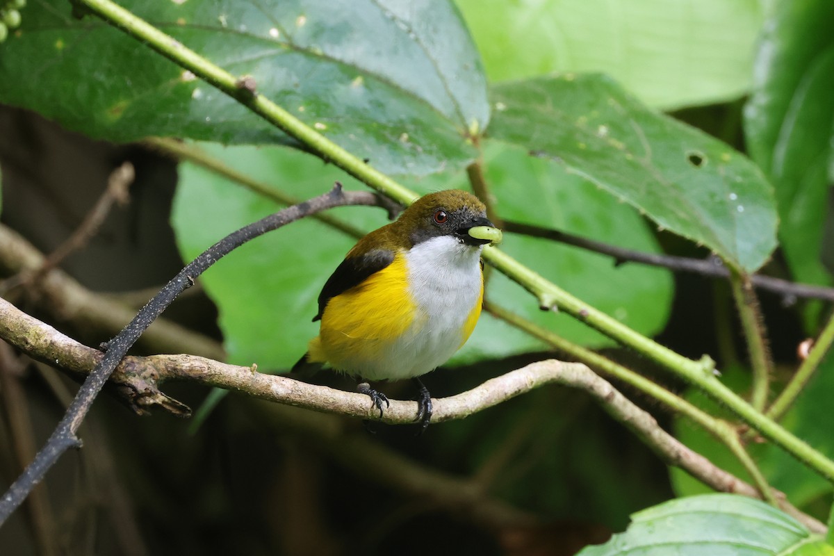 Yellow-sided Flowerpecker - ML638982971