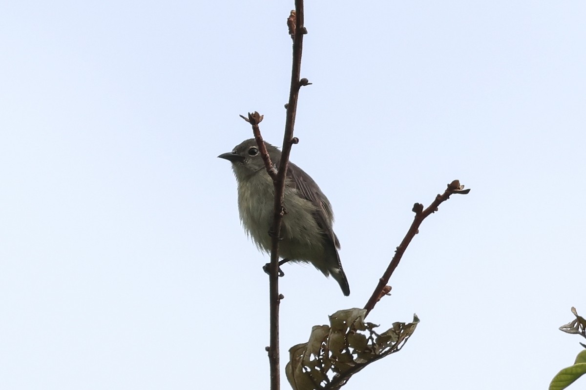 Gray-sided Flowerpecker (Gray-sided) - ML638982984