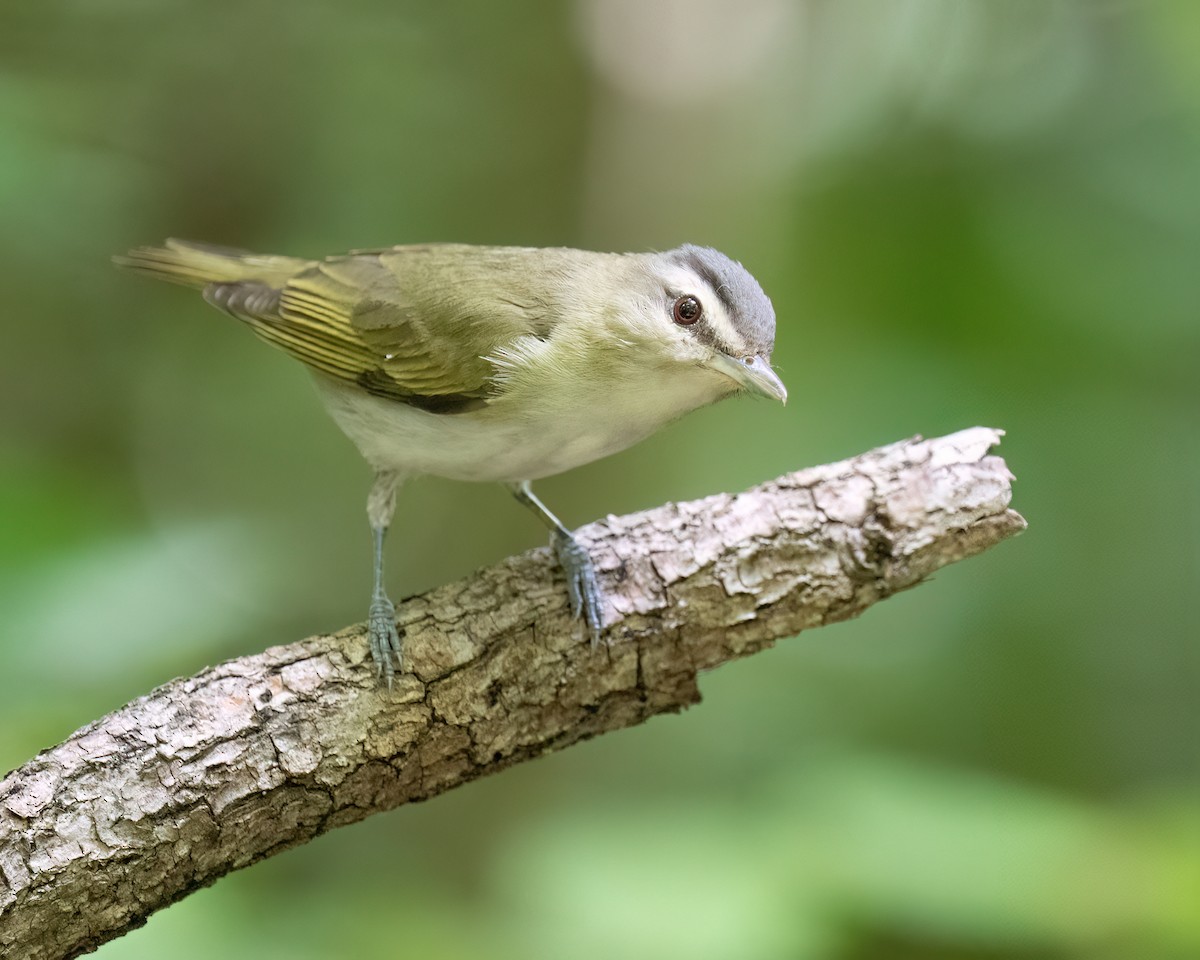 Red-eyed Vireo - ML638982989