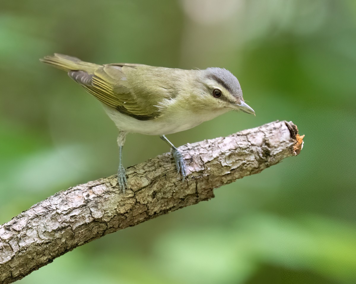 Red-eyed Vireo - ML638982990