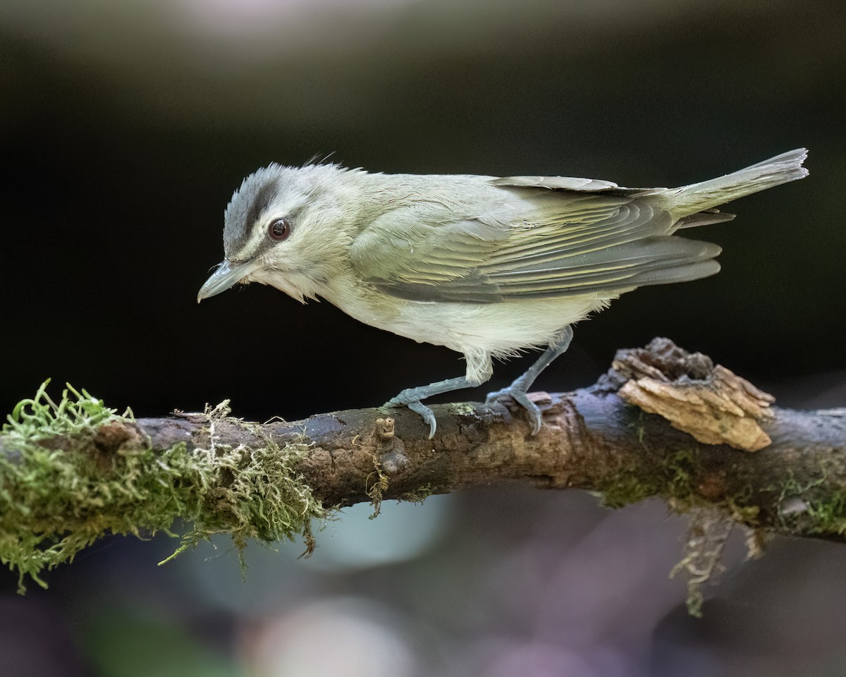 Red-eyed Vireo - ML638982991