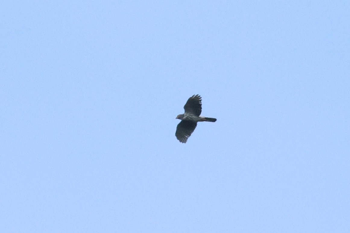 Sulawesi Goshawk - ML638983027