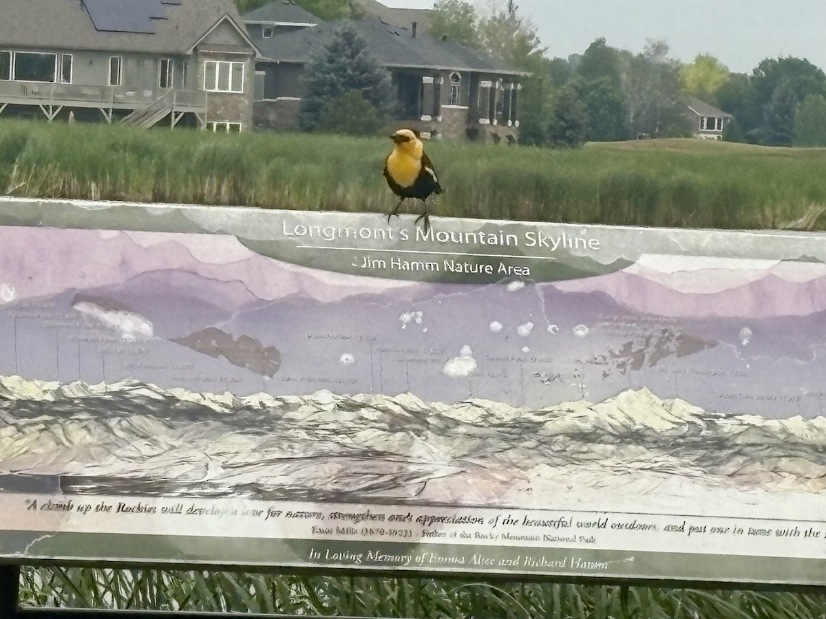 Yellow-headed Blackbird - ML638983032