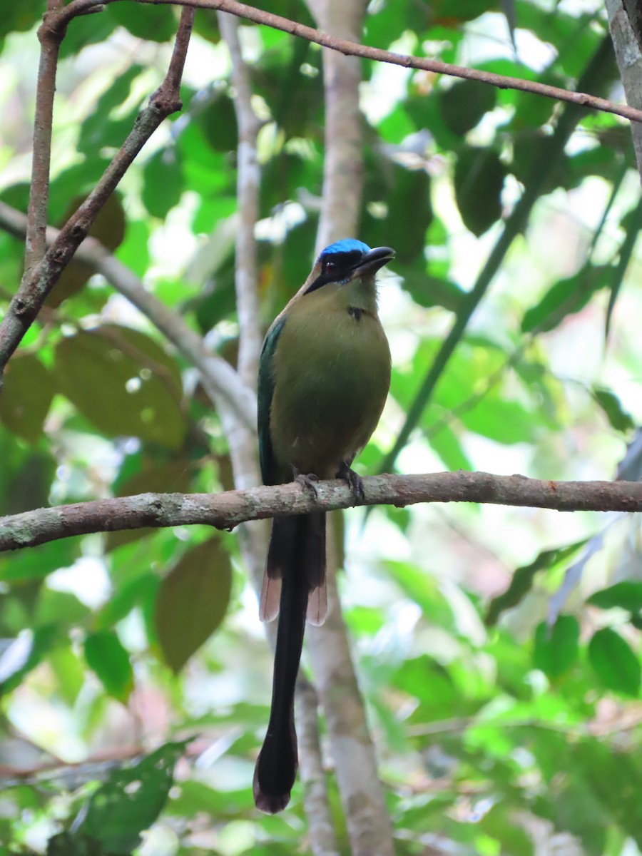 Amazonian Motmot - ML638983047
