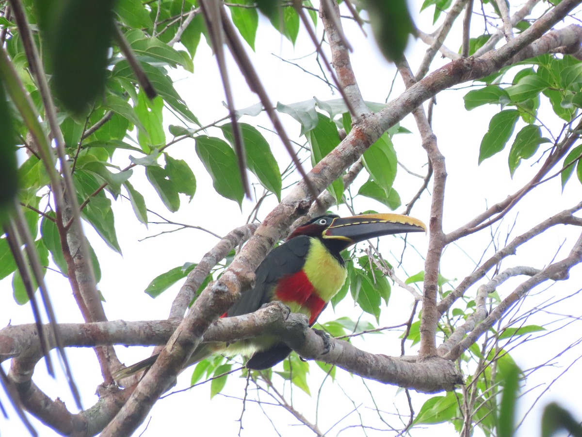 Chestnut-eared Aracari - ML638983060