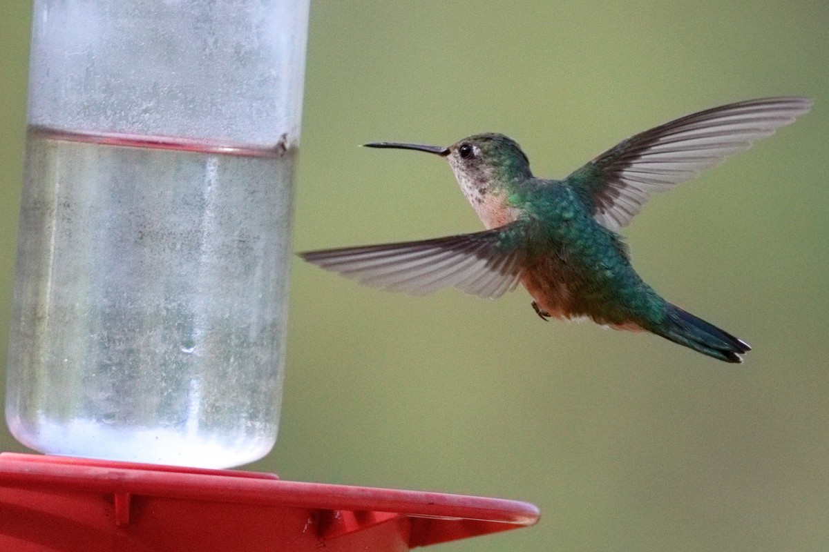 Broad-tailed Hummingbird - ML638983076