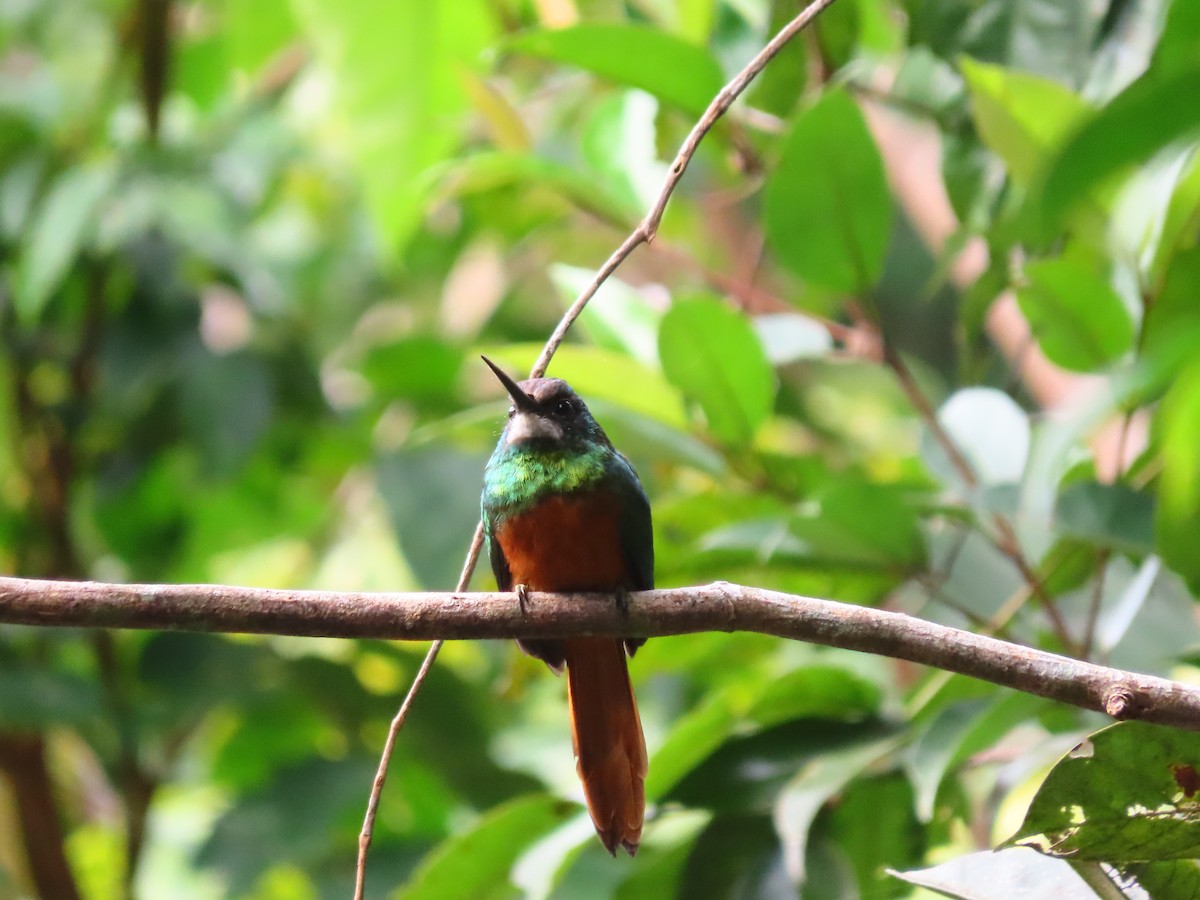 White-chinned Jacamar - ML638983085