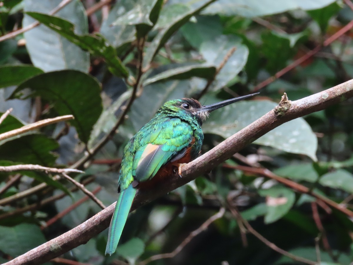 White-chinned Jacamar - ML638983086