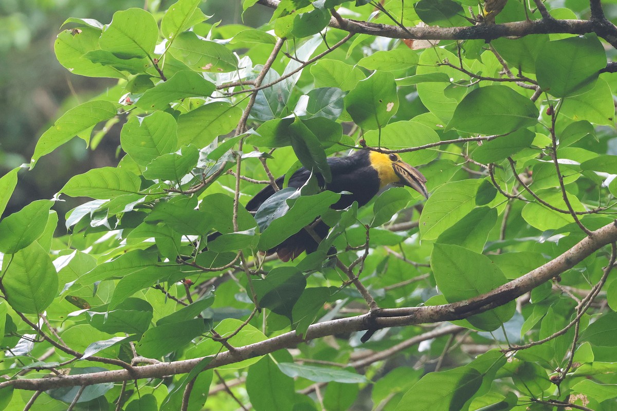 Sulawesi Hornbill (Sanford's) - ML638983091