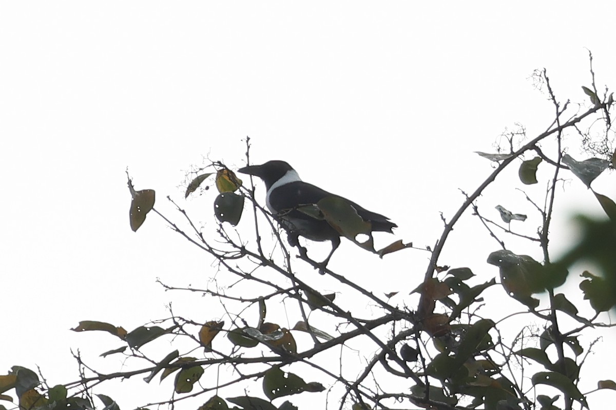 Piping Crow - ML638983131