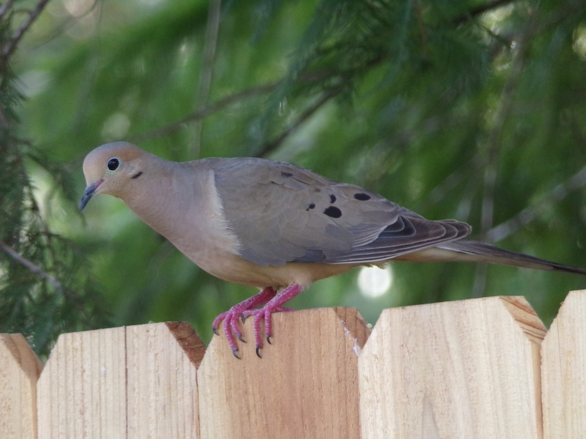 Mourning Dove - ML638983138