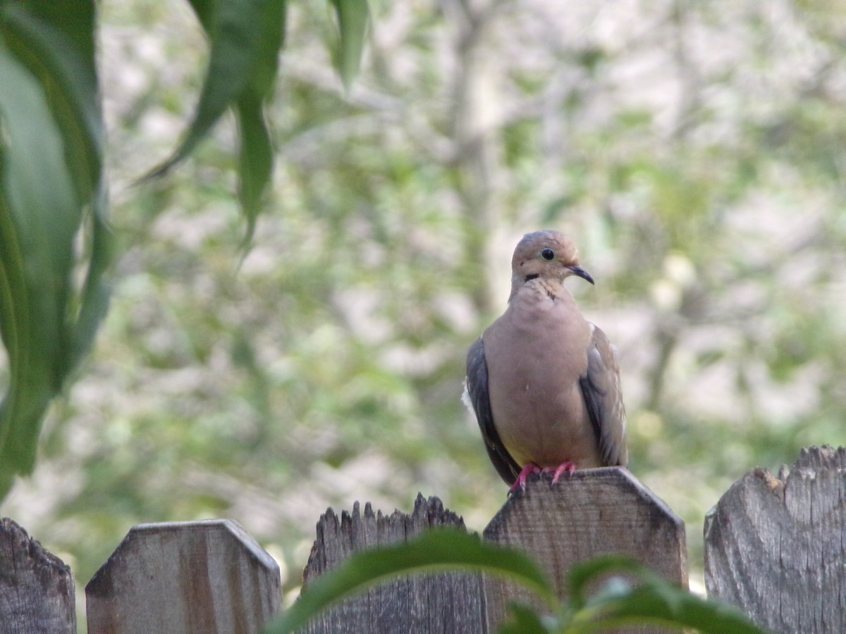 Mourning Dove - ML638983139