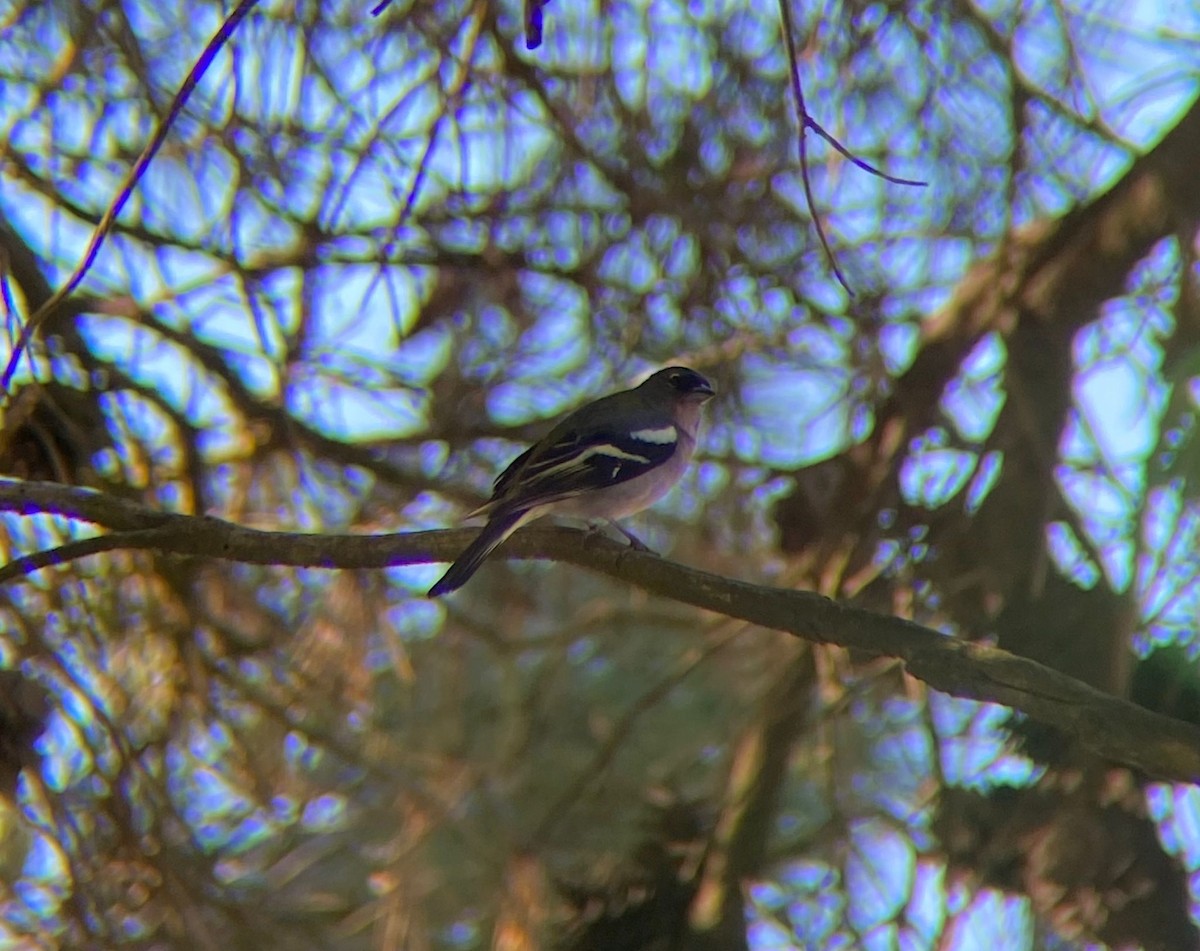 African Chaffinch (African) - ML638983158