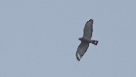 Broad-winged Hawk - ML638983159