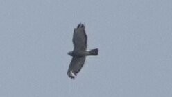 Broad-winged Hawk - ML638983160