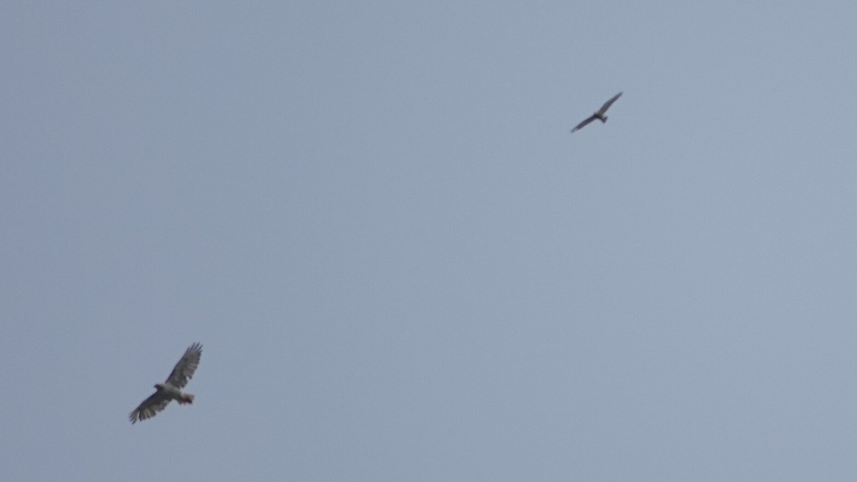 Broad-winged Hawk - ML638983162