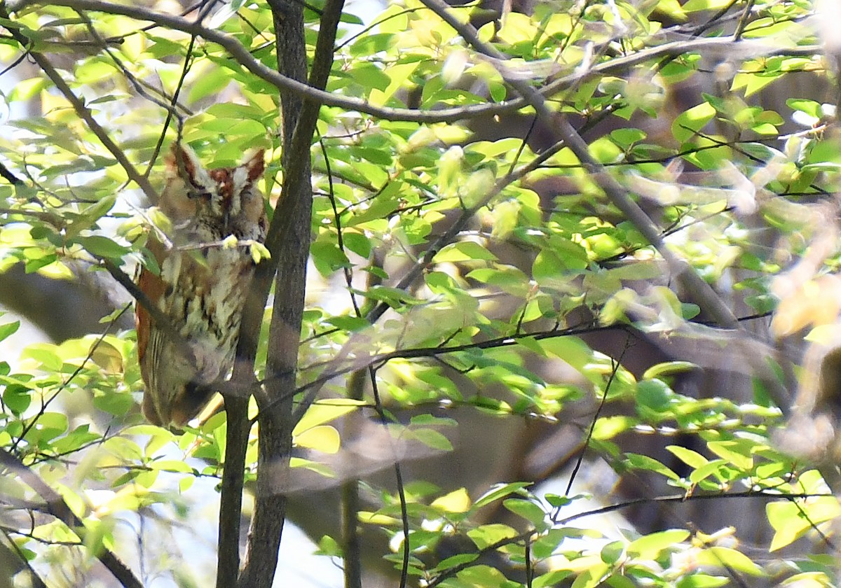Eastern Screech-Owl - ML638983177